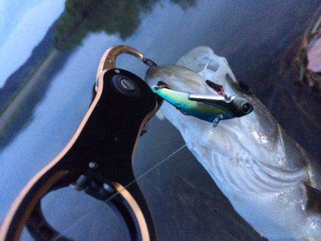 円山川へシーバス釣行 バイブレーションで気…